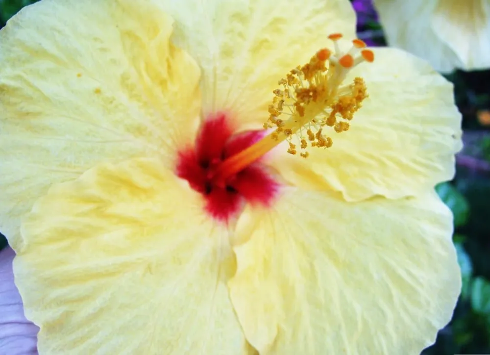 Hibiscus
