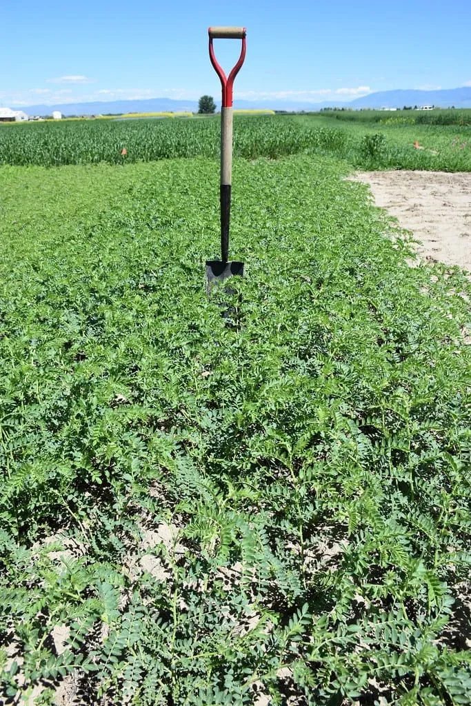 White Chickpeas (Kabuli Chana)