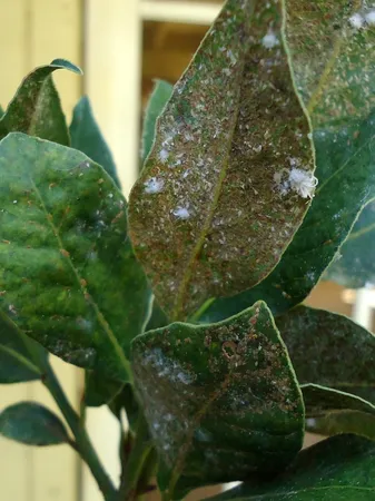 Bay Leaf