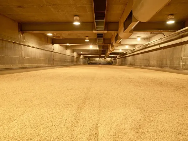 Barley