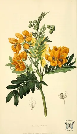 Senna