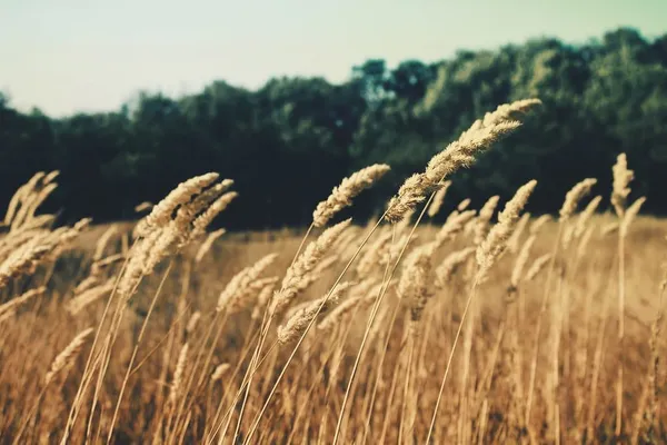 Barley Grass