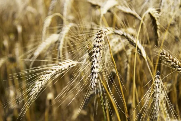 Wheat Whole Grain