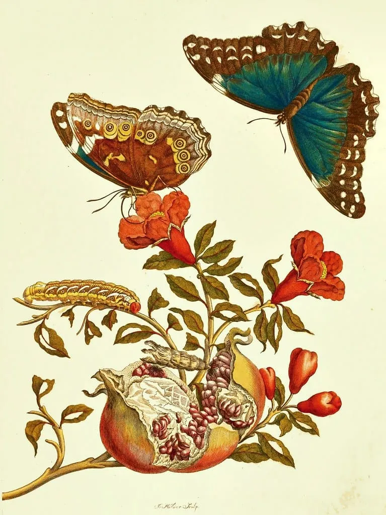 Pomegranate