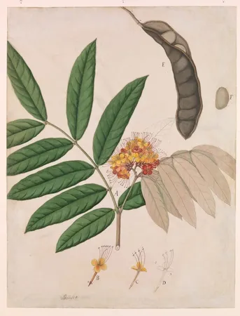 Ashoka
