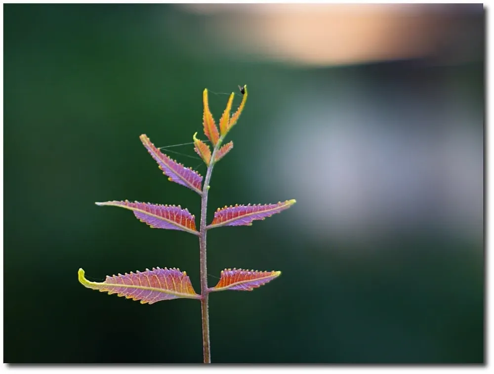Neem