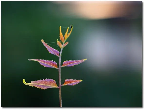 Neem