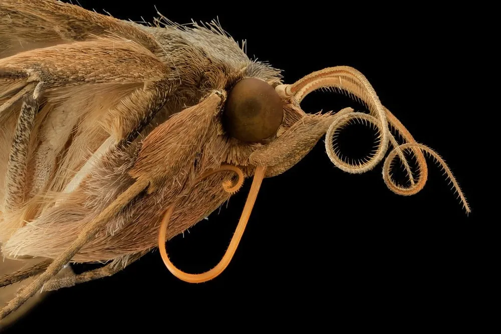 Moth Beans (Matki)
