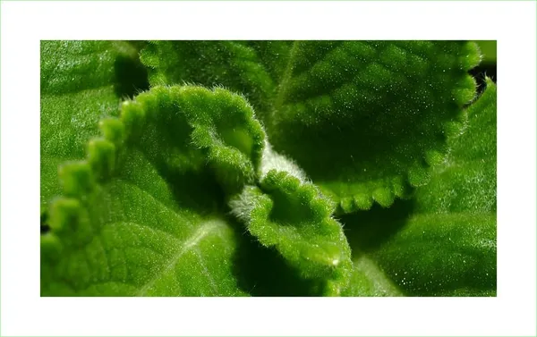 Mint Leaves
