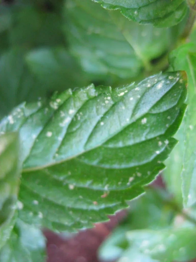 Spearmint