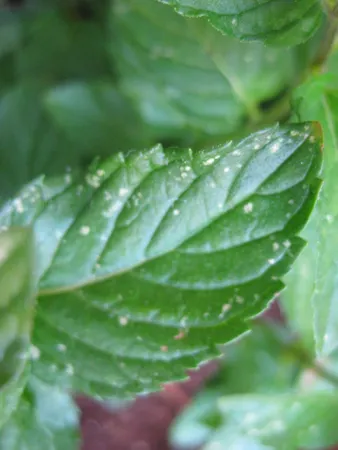 Spearmint