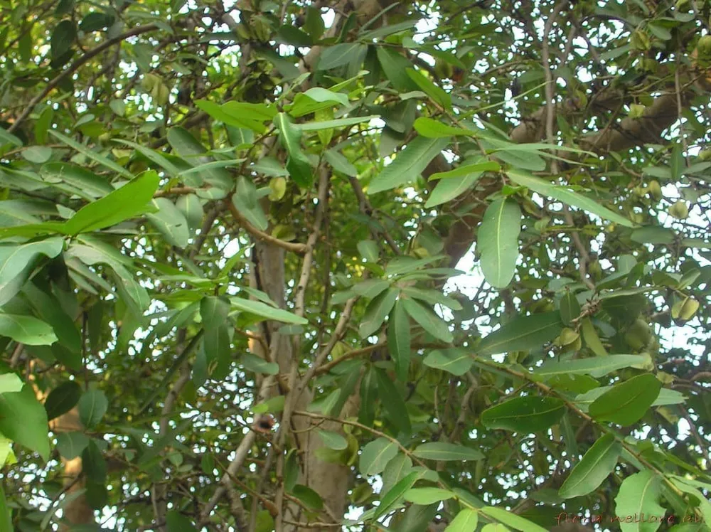 Arjuna