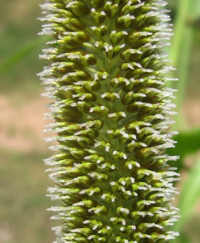 Pearl Millet (Bajra)