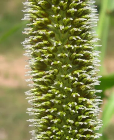 Pearl Millet (Bajra)