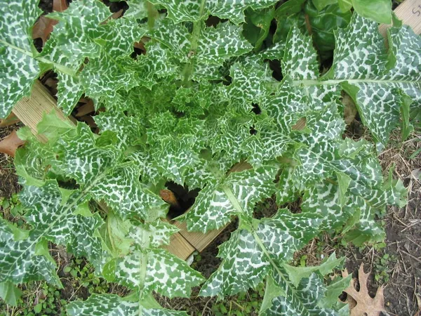 Milk Thistle