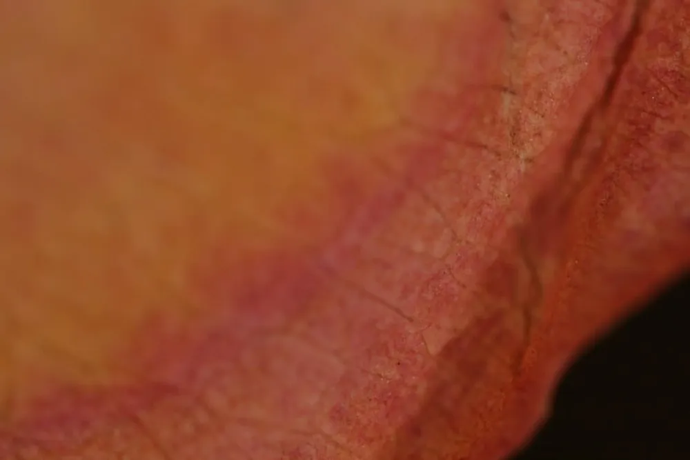 Dry Rose Petal