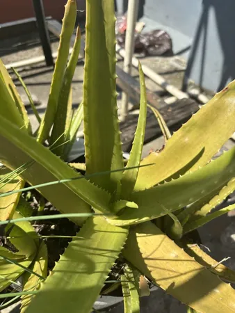 Aloe Vera