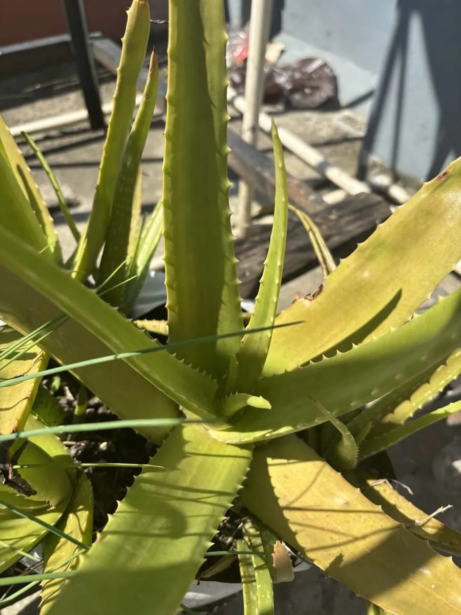 Aloe Vera
