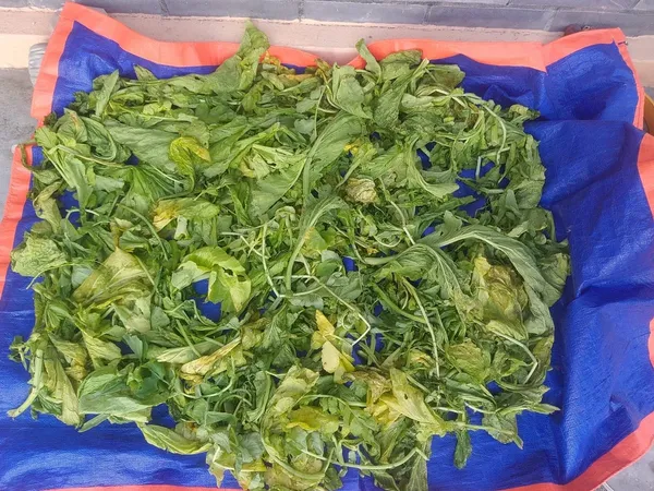 Spinach