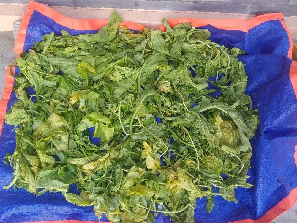 Spinach