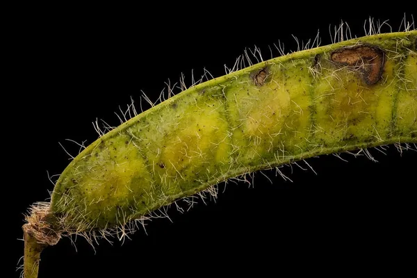 Senna Pods