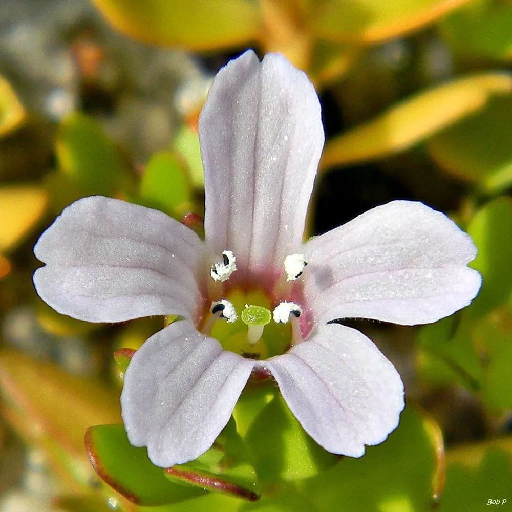 Brahmi