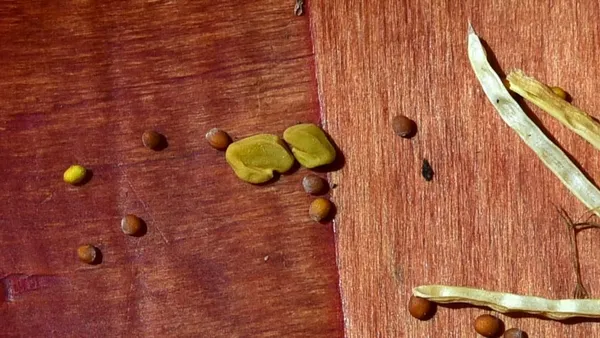 Fenugreek