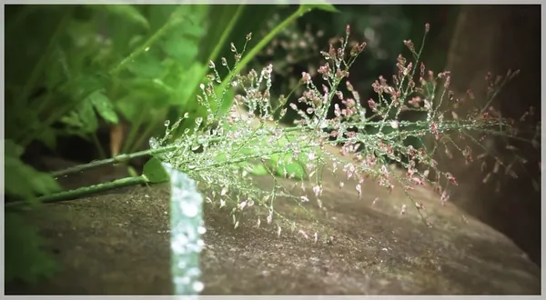 Coriander