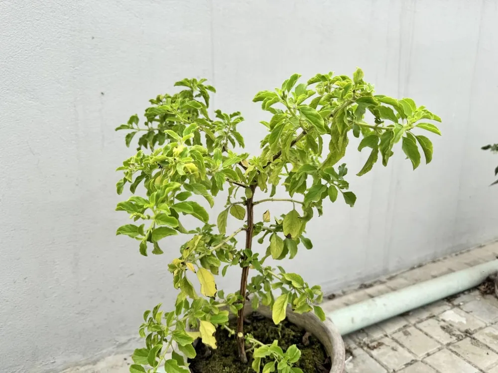 Stevia