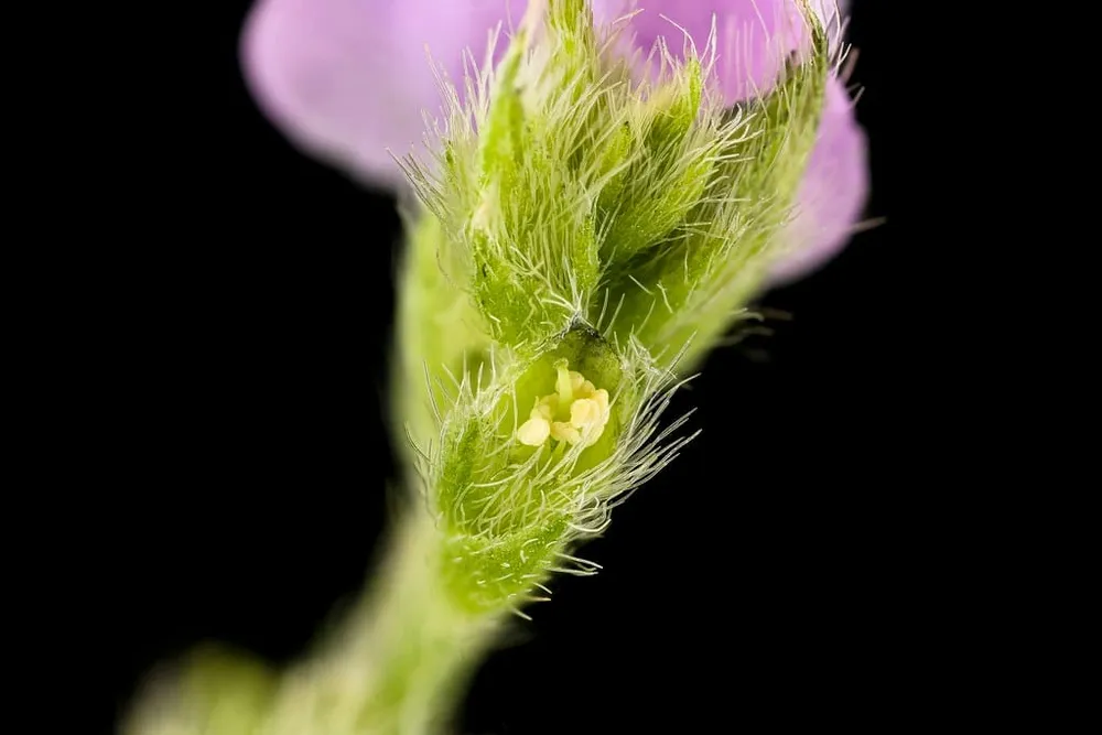 Soybean