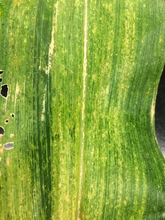 Maize