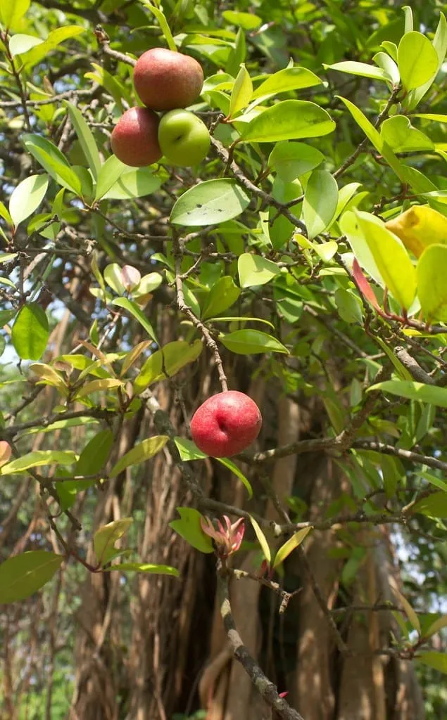 Kokum